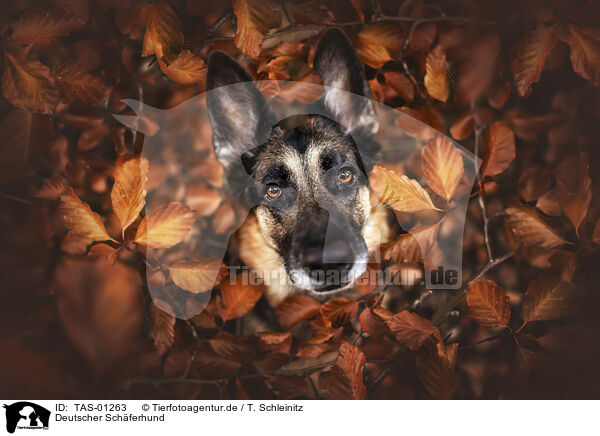 Deutscher Schferhund / German Shepherd / TAS-01263