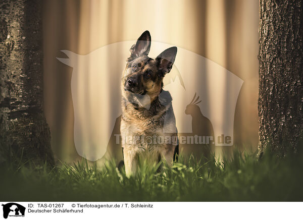 Deutscher Schferhund / TAS-01267