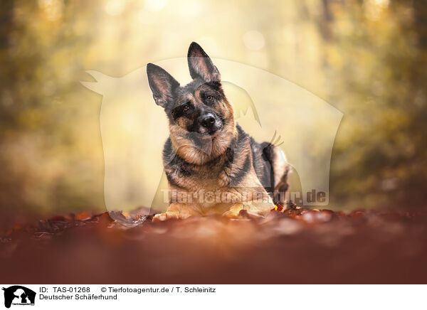 Deutscher Schferhund / TAS-01268