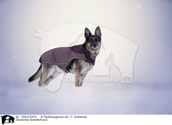 Deutscher Schferhund / TAS-01274
