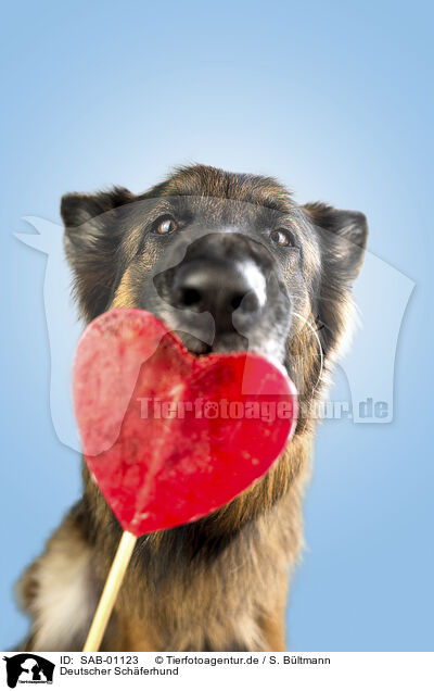 Deutscher Schferhund / German Shepherd / SAB-01123