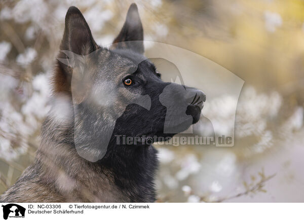 Deutscher Schferhund / NC-03306