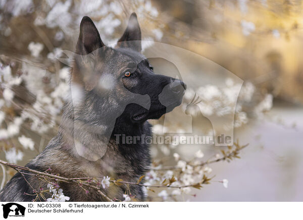 Deutscher Schferhund / NC-03308