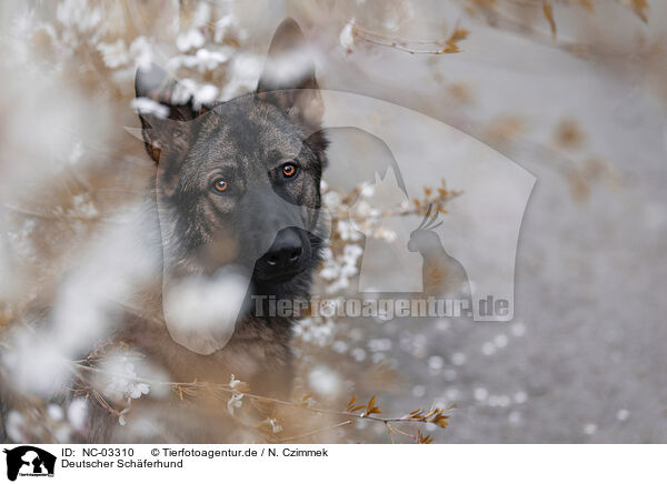 Deutscher Schferhund / German Shepherd / NC-03310