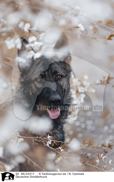 Deutscher Schferhund / German Shepherd / NC-03311