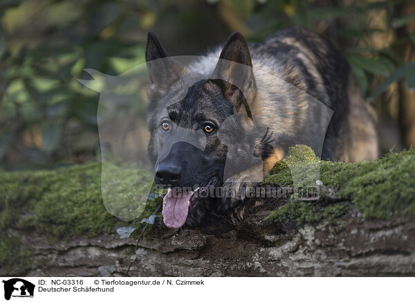 Deutscher Schferhund / German Shepherd / NC-03316