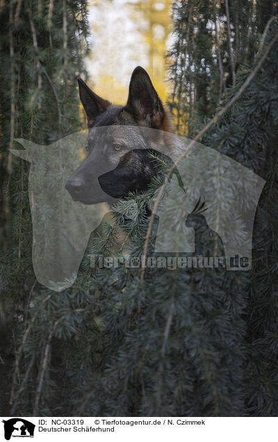 Deutscher Schferhund / German Shepherd / NC-03319