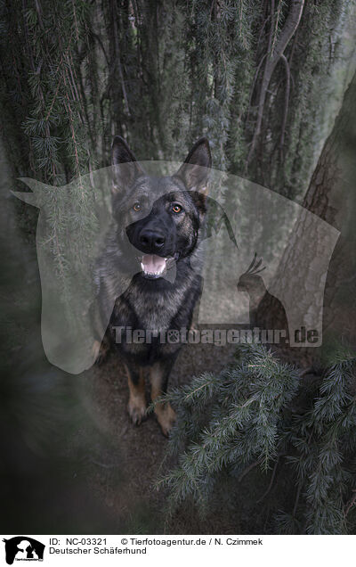 Deutscher Schferhund / German Shepherd / NC-03321