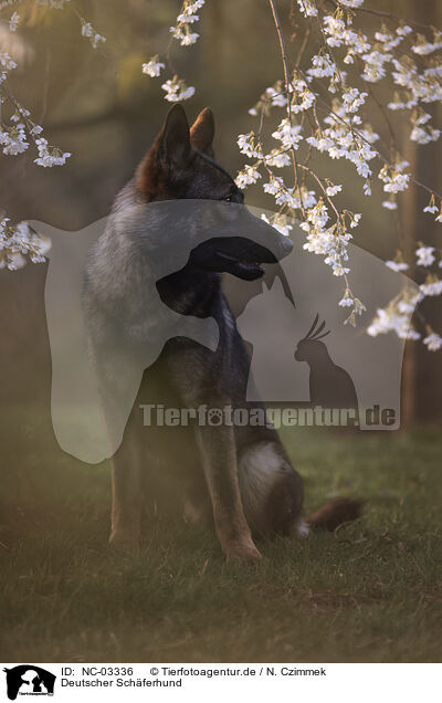 Deutscher Schferhund / NC-03336