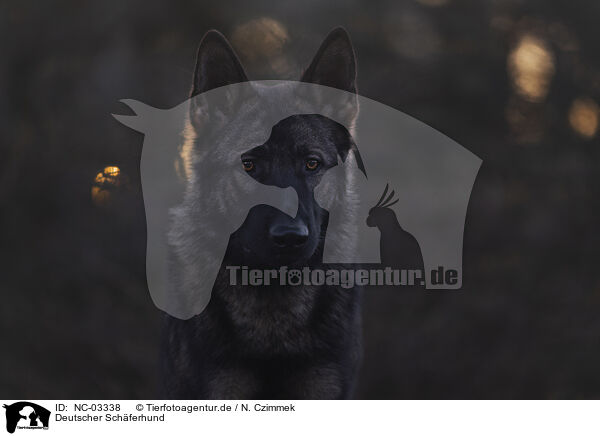 Deutscher Schferhund / NC-03338