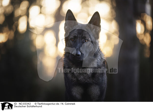 Deutscher Schferhund / NC-03342