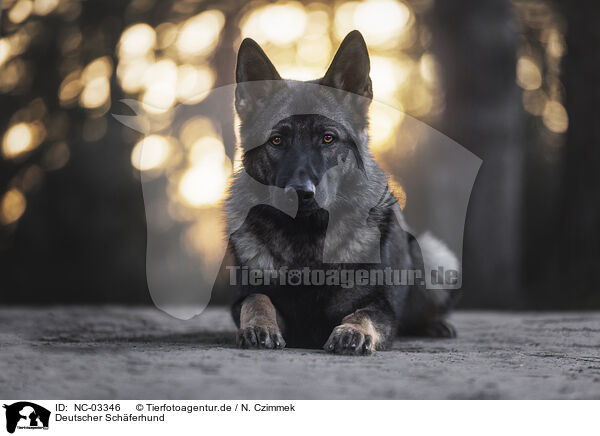Deutscher Schferhund / NC-03346