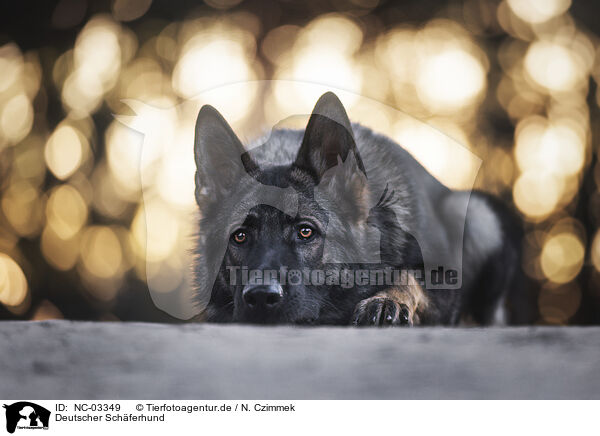 Deutscher Schferhund / German Shepherd / NC-03349