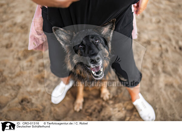 Deutscher Schferhund / CRO-01316