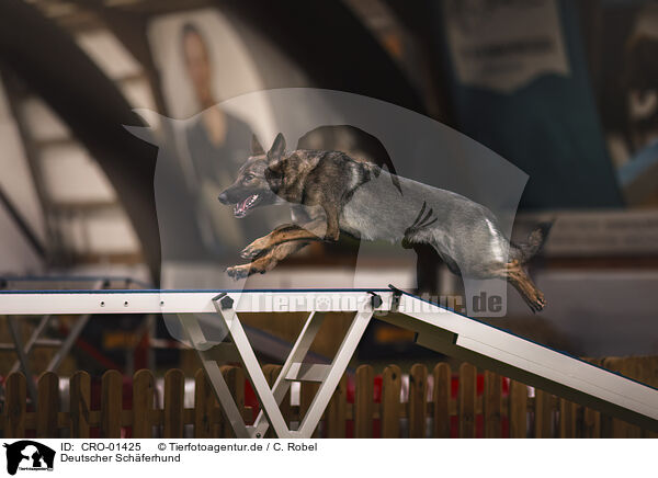 Deutscher Schferhund / CRO-01425