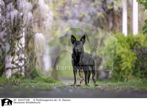 Deutscher Schferhund / German Shepherd / AH-07728
