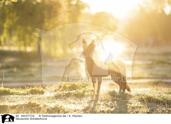 Deutscher Schferhund / German Shepherd / AH-07733