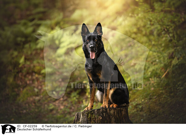 Deutscher Schferhund / German Shepherd / CF-02259