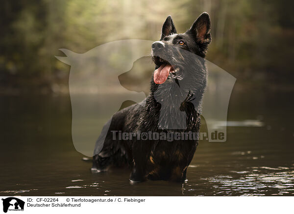 Deutscher Schferhund / German Shepherd / CF-02264