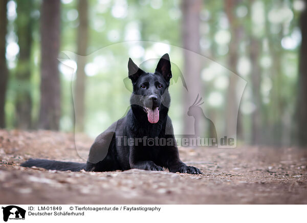 Deutscher Schferhund / LM-01849