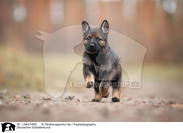 Deutscher Schferhund / German Shepherd / LM-01855