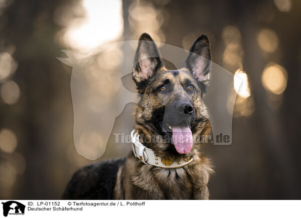 Deutscher Schferhund / LP-01152
