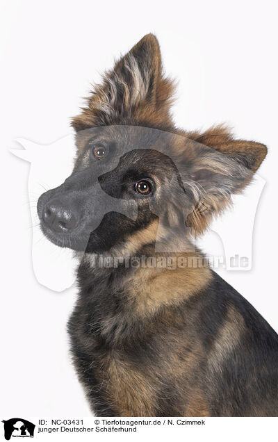 junger Deutscher Schferhund / young german shepherd / NC-03431