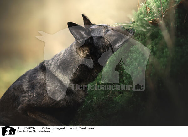 Deutscher Schferhund / German Shepherd / JQ-02320