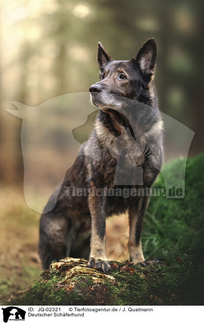Deutscher Schferhund / German Shepherd / JQ-02321