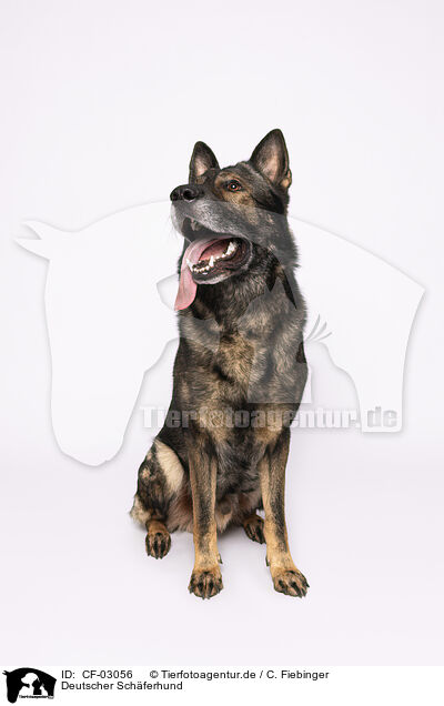 Deutscher Schferhund / German Shepherd / CF-03056
