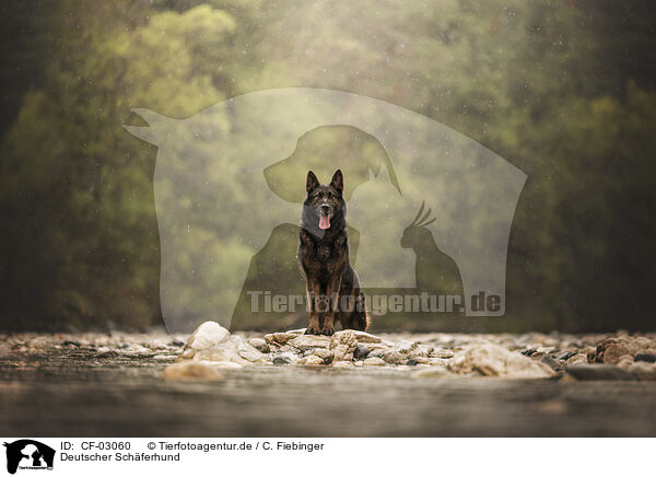 Deutscher Schferhund / German Shepherd / CF-03060