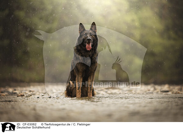 Deutscher Schferhund / German Shepherd / CF-03062