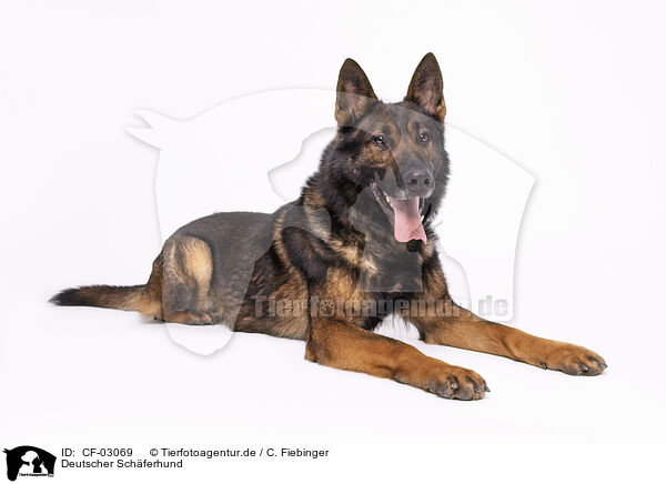 Deutscher Schferhund / German Shepherd / CF-03069