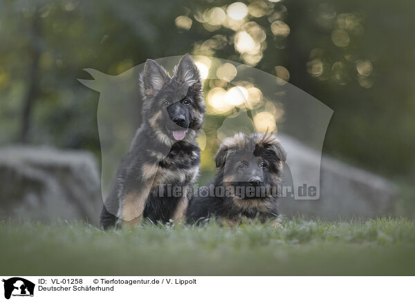 Deutscher Schferhund / VL-01258