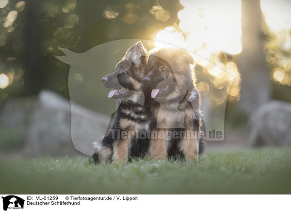 Deutscher Schferhund / VL-01259