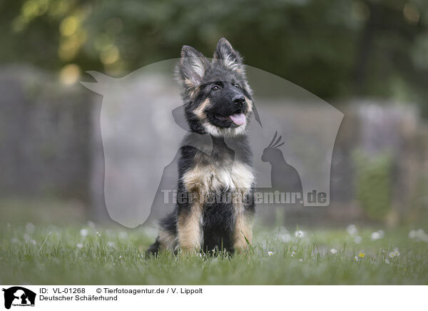 Deutscher Schferhund / German Shepherd / VL-01268