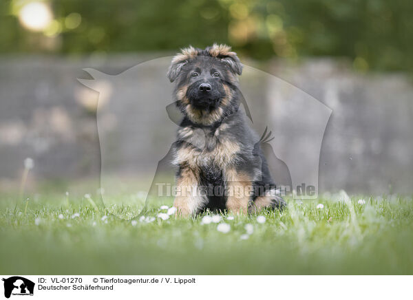 Deutscher Schferhund / German Shepherd / VL-01270
