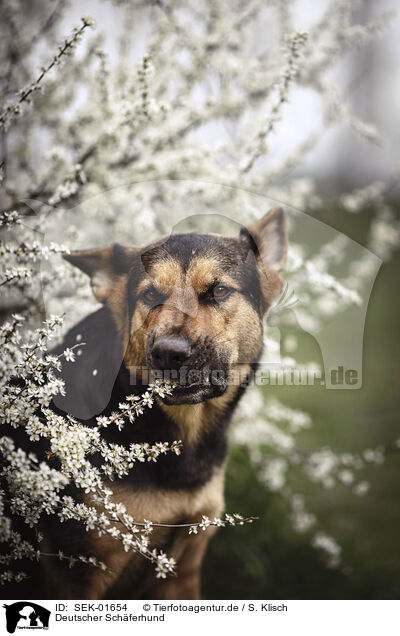 Deutscher Sch�ferhund / German Shepherd / SEK-01654