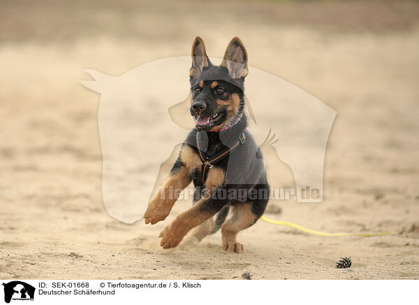 Deutscher Sch�ferhund / German Shepherd / SEK-01668