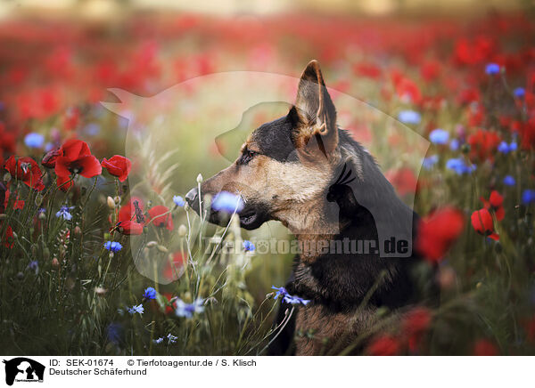 Deutscher Sch�ferhund / SEK-01674