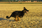 rennender Deutscher Schferhund