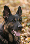 Portrait eines Deutschen Schferhundes