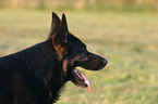 Deutscher Schferhund Portrait