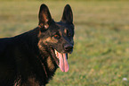 Deutscher Schferhund Portrait