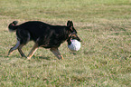 spielender Deutscher Schferhund