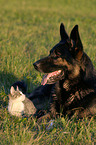 Hund und Katze