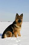 Schferhund im Schnee