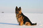 Schferhund im Schnee