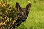 Schferhund Portrait