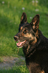 Schferhund Portrait